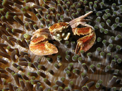 anemone crab by Heru Suryoko 